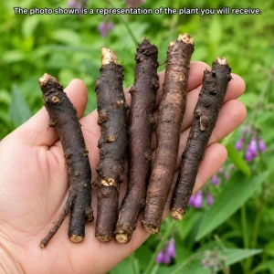 Comfrey Root Cuttings - 5 Live Rhizomes for Planting - Garden Herb, 3-5 Inch - Image 4