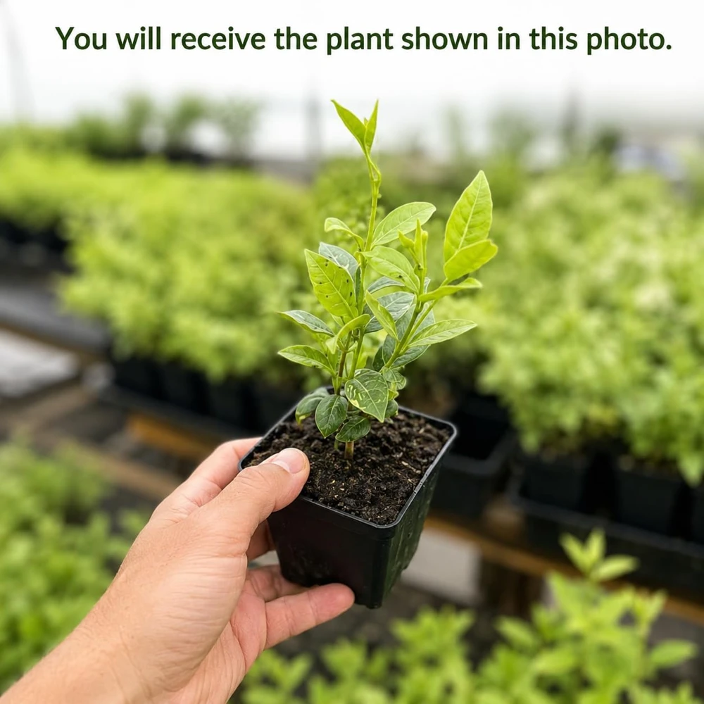 Confederate Star Jasmine Live Plant, Fragrant Flowering Vine, 4-6 Inch Tall, Indoor/Outdoor - Image 2