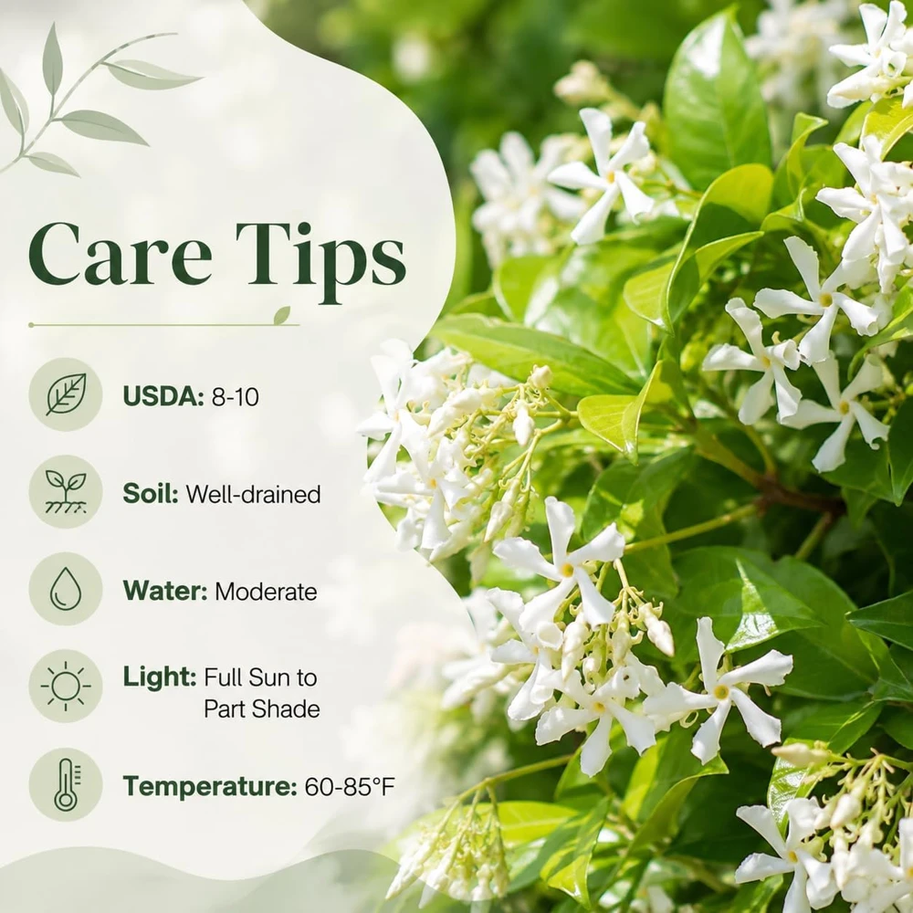 Confederate Star Jasmine Live Plant, Fragrant Flowering Vine, 4-6 Inch Tall, Indoor/Outdoor - Image 4