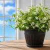 Confederate Star Jasmine Live Plant, Fragrant White Flowering Vine, 4-6 Inch Tall, Indoor/Outdoor - Image 1