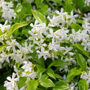 Confederate Star Jasmine Live Plant, Fragrant White Flowering Vine, 4-6 Inch Tall, Indoor/Outdoor - Image 4