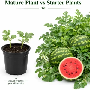 Crimson Sweet Watermelon Live Plants – 2 Heirloom Starter Seedlings – 4 Inch Pot – 3-5 Inch Tall - Image 4