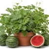 Crimson Sweet Watermelon Live Plants – 2 Heirloom Starter Seedlings – 4 Inch Pot – 3-5 Inch Tall - Image 1