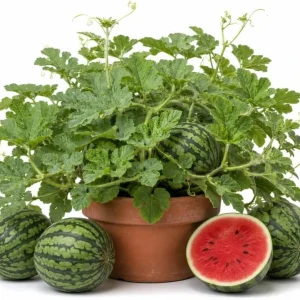 Crimson Sweet Watermelon Live Plants – 2 Heirloom Starter Seedlings – 4 Inch Pot – 3-5 Inch Tall - Image 1