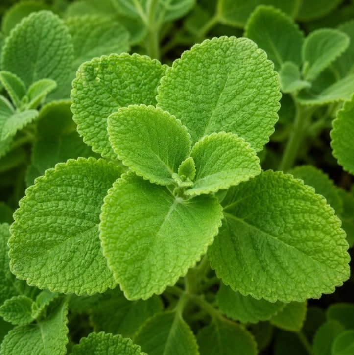 Cuban Oregano Live Plants - Pack of 2, 4-6 Inch Tall Fragrant Herb for Indoor/Outdoor - Image 2