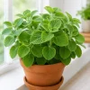 Cuban Oregano Live Plants - Pack of 2, 4-6 Inch Tall Fragrant Herb for Indoor/Outdoor - Image 1