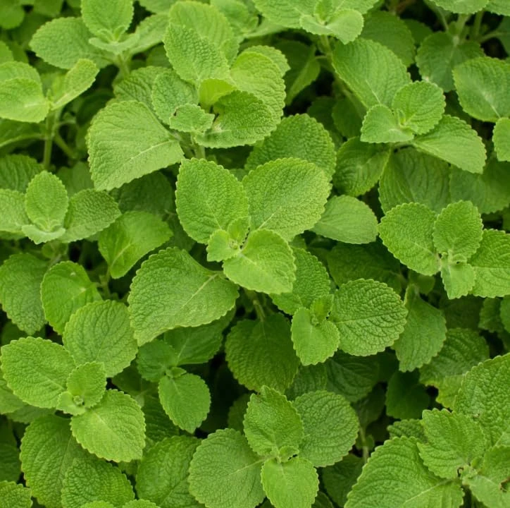 Cuban Oregano Live Plants - Pack of 2, 4-6 Inch Tall Fragrant Herb for Indoor/Outdoor - Image 3