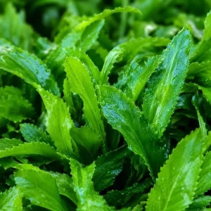 Culantro Live Plant 4-6 Inch Tall - Long Coriander Herb in 4 Inch Pot - Image 3
