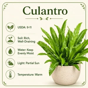 Culantro Live Plant 4-6 Inch Tall - Long Coriander Herb in 4 Inch Pot - Image 4