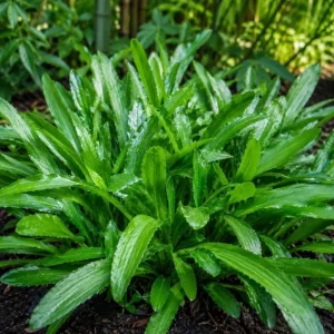 Culantro Live Plant 4-6 Inch Tall - Long Coriander Herb in 4 Inch Pot - Image 5