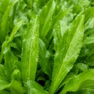 Culantro Live Plant 4-6 Inch Tall - Long Coriander Herb in 4 Inch Pot - Image 6