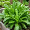 Culantro Live Plant 4-6 Inch Tall - Long Coriander Herb in 4 Inch Pot - Image 1