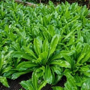 Culantro Live Plant – Long Coriander Herb – 2 Pots, 4-6 Inch Tall, 4 Inch Pot - Image 3