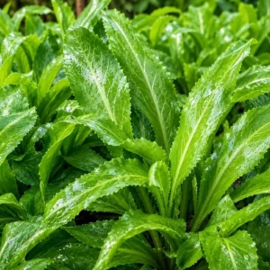 Culantro Live Plant – Long Coriander Herb – 2 Pots, 4-6 Inch Tall, 4 Inch Pot - Image 7