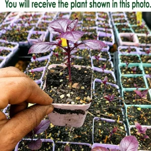 Dark Purple Basil Live Plant – Fragrant Tulasi Herb – 3 Inch Pot, 2-4 Inch Tall - Image 2