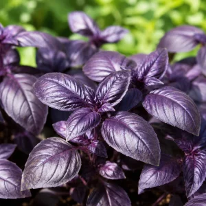 Dark Purple Basil Live Plant – Fragrant Tulasi Herb – 3 Inch Pot, 2-4 Inch Tall - Image 3
