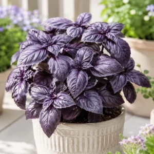 Dark Purple Basil Live Plant – Fragrant Tulasi Herb – 3 Inch Pot, 2-4 Inch Tall - Image 5