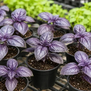 Dark Purple Basil Live Plant – Fragrant Tulasi Herb – 3 Inch Pot, 2-4 Inch Tall - Image 6