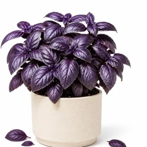 Dark Purple Basil Live Plant – Fragrant Tulasi Herb – 3 Inch Pot, 2-4 Inch Tall - Image 1