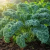 Dwarf Blue Kale Live Plant Set – 2 Plants, 4 Inch Pot, 3-6 Inches Tall – Outdoor Vegetable - Image 1