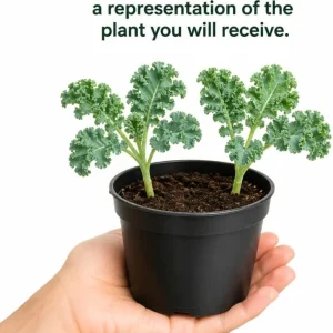 Dwarf Blue Kale Live Plant Set – 2 Plants, 4 Inch Pot, 3-6 Inches Tall – Outdoor Vegetable - Image 3