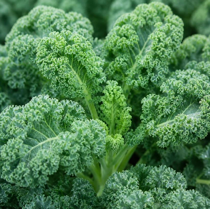Dwarf Blue Kale Live Plant Set – 2 Plants, 4 Inch Pot, 3-6 Inches Tall – Outdoor Vegetable - Image 5