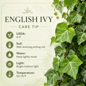 English Ivy Live Plant – 2 Plants Per Pot, 3-5 Inch Tall Trailing Vine in 4 Inch Pot for Indoor & Outdoor - Image 5