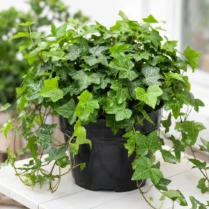 English Ivy Live Plant – 2 Plants Per Pot, 3-5 Inch Tall Trailing Vine in 4 Inch Pot for Indoor & Outdoor - Image 6