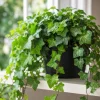 English Ivy Live Plant – 2 Plants Per Pot, 3-5 Inch Tall Trailing Vine in 4 Inch Pot for Indoor & Outdoor - Image 1