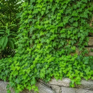 English Ivy Live Plants – 2 Pack, 3-5 Inch Tall Trailing Foliage for Indoors & Outdoors - Image 2