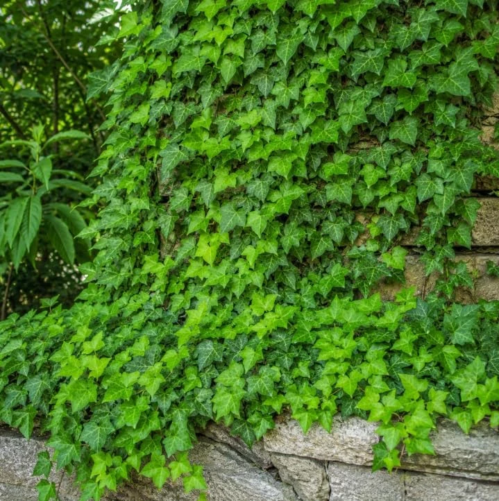 English Ivy Live Plants – 2 Pack, 3-5 Inch Tall Trailing Foliage for Indoors & Outdoors - Image 2