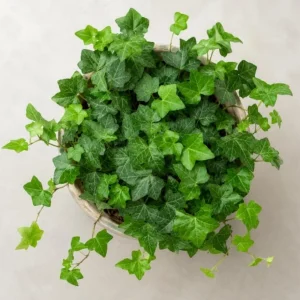English Ivy Live Plants – 2 Pack, 3-5 Inch Tall Trailing Foliage for Indoors & Outdoors - Image 3