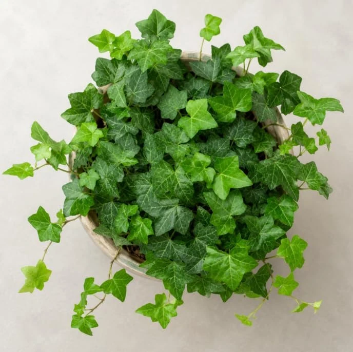 English Ivy Live Plants – 2 Pack, 3-5 Inch Tall Trailing Foliage for Indoors & Outdoors - Image 3