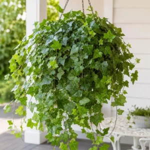 English Ivy Live Plants – 2 Pack, 3-5 Inch Tall Trailing Foliage for Indoors & Outdoors - Image 5