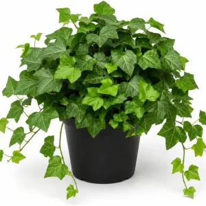 English Ivy Live Plants – 2 Pack, 3-5 Inch Tall Trailing Foliage for Indoors & Outdoors - Image 1