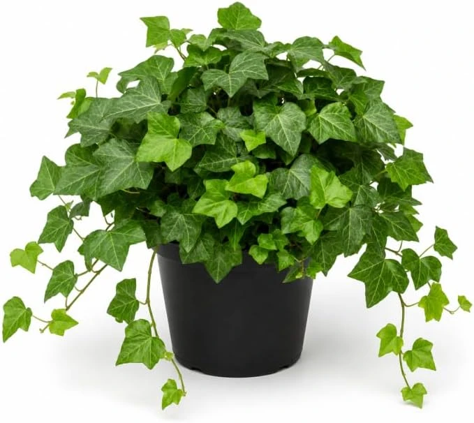 English Ivy Live Plants – 2 Pack, 3-5 Inch Tall Trailing Foliage for Indoors & Outdoors - Image 1