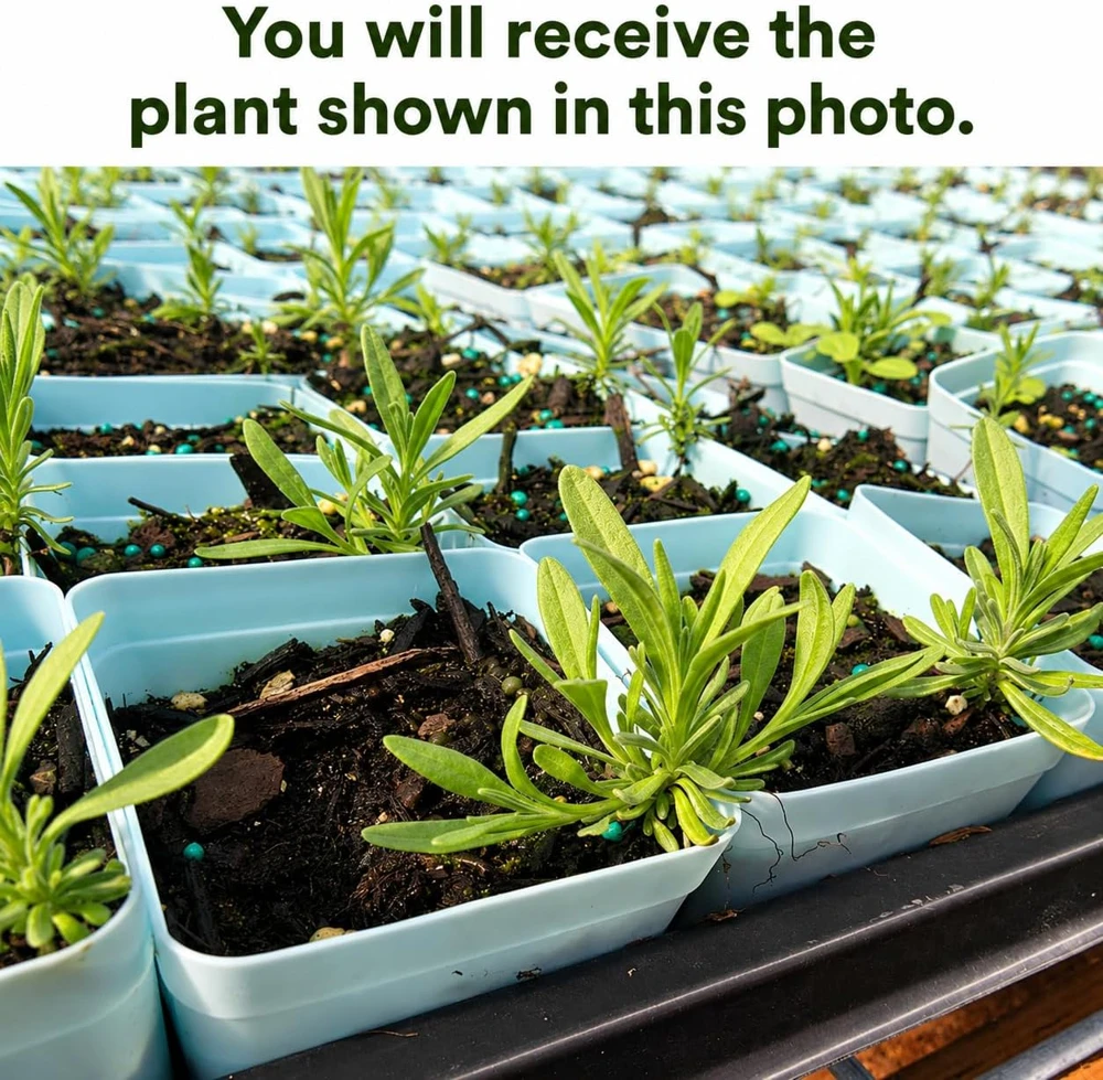 English Lavender Live Plant – Perennial Fragrant Purple Flower – 2-4 Inch Tall, 3 Inch Pot - Image 2