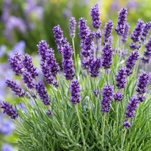 English Lavender Live Plant – Perennial Fragrant Purple Flower – 2-4 Inch Tall, 3 Inch Pot - Image 3