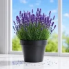 English Lavender Live Plant – Perennial Fragrant Purple Flower – 2-4 Inch Tall, 3 Inch Pot - Image 1