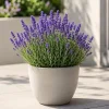 English Lavender Live Plant – Purple Perennial Herb – 4-6 Inch Tall, 5 Inch Pot – Indoor/Outdoor Fragrant Flower - Image 1