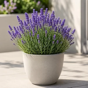 English Lavender Live Plant – Purple Perennial Herb – 4-6 Inch Tall, 5 Inch Pot – Indoor/Outdoor Fragrant Flower - Image 1