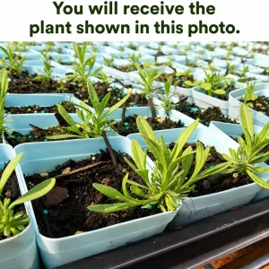 English Lavender Live Plant – Purple Perennial Herb – 4-6 Inch Tall, 5 Inch Pot – Indoor/Outdoor Fragrant Flower - Image 2