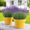English Lavender Live Plants – Set of 2 – Perennial Fragrant Flower – 2-4 Inch Tall, 3 Inch Pot – Indoor/Outdoor - Image 1