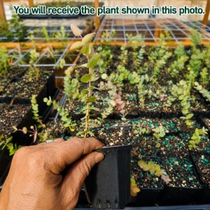 Eucalyptus Silver Dollar Live Plant, Fragrant Baby Blue, 4-7 Inch Tall, 4 Inch Pot - Image 2