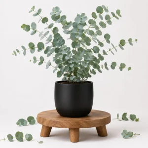 Eucalyptus Silver Dollar Live Plant, Fragrant Baby Blue, 4-7 Inch Tall, 4 Inch Pot - Image 1