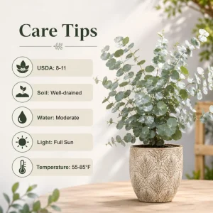 Eucalyptus Silver Dollar Live Plant, Fragrant Baby Blue, 4-7 Inch Tall, 4 Inch Pot - Image 4