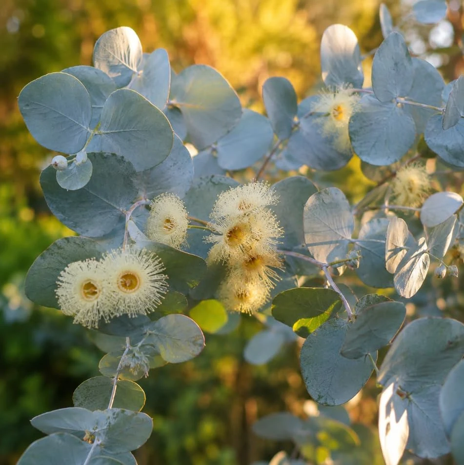 Eucalyptus Silver Dollar Live Plant, Fragrant Baby Blue, 4-7 Inch Tall, 4 Inch Pot - Image 5