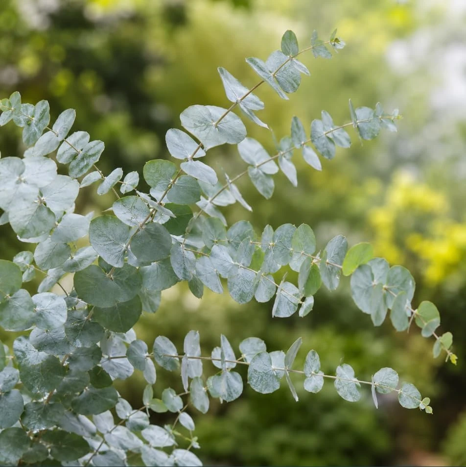 Eucalyptus Silver Dollar Live Plant, Fragrant Baby Blue, 4-7 Inch Tall, 4 Inch Pot - Image 6
