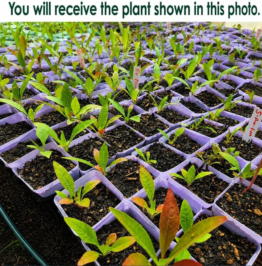 Evening Primrose Live Plant - Yellow Flower, 2-4 Inch Tall, 3 Inch Pot - Image 2