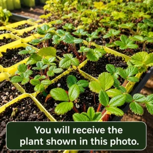 Everbearing Strawberry Live Plant – Fruit Berry Seedling – 4-6 Inch Tall, 3 Inch Pot - Image 2